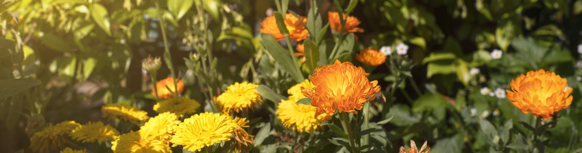 Marigold,ally for a well-being to be discovered
